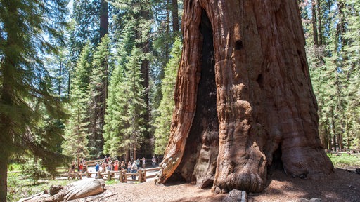 Größter Riesenammutbaum der Welt in den USA, vor dem Besucher stehen.