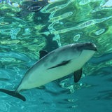 Ein Schweinswal unter Wasser