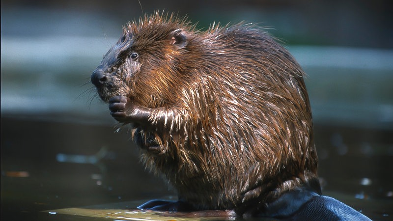 beaver grooming