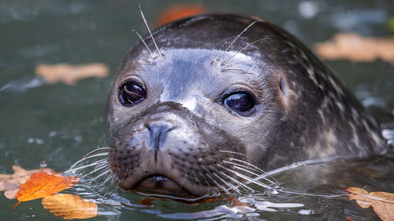 A small seal sticks its head out of the water