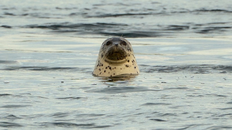 Ein Seehund schaut mit dem Kopf aus dem Wasser