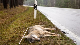Ein toter Wolf liegt am Straßenrand