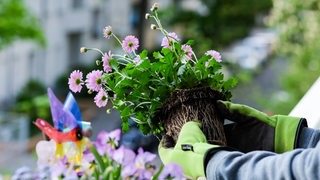 Ein Blumentopf mit einem Australischen Gänseblümchen wird auf einem Balkon umgepflanzt. 