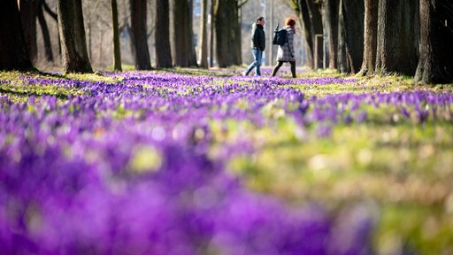 In einer Allee im Stadtteil Oberneuland blühen lila Krokusse. 