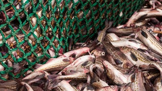 Fische liegen neben einem vollen Netz.