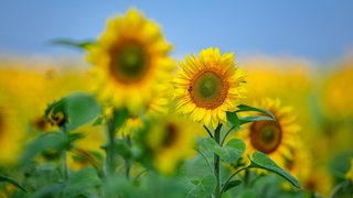 Sonnenblumen auf einem Feld