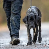 Ein Mann führt einen Hund an der Leine
