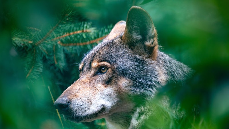 Ein Wolf schaut hinter Blättern und Zweigen hervor.