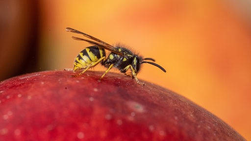 Eine Wespe sitzt auf einem Apfel.