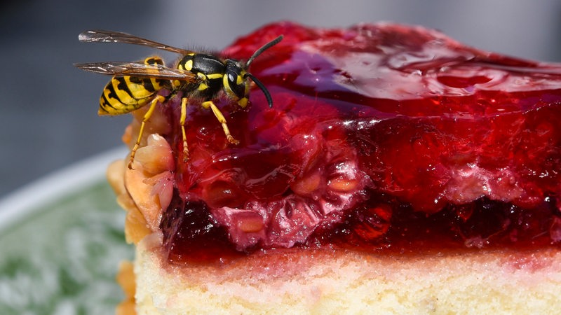 Eine Wespe sitzt auf einem Stück Himbeerkuchen.