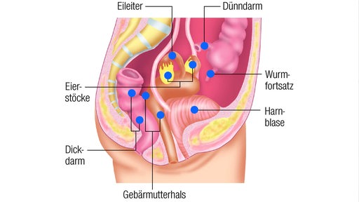 Grafik zeigt die inneren Organe im Unterleib der Frau