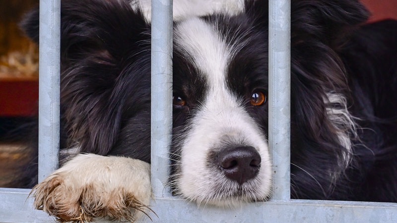Ein Border Collie liegt in einem Hundezwinger hinter einem Gitter.