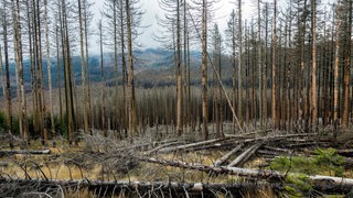 Waldschaden durch Trockenheit und Borkenkäferbefall, Deutschland