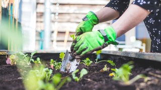 Kräuter und Gemüsepflanzen werden in ein Beet gepflanzt