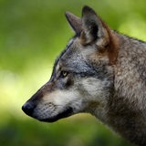 Ein Wolf