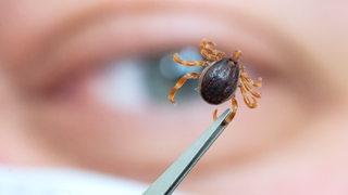 Ein Mitarbeiter des Instituts für Zoologie, Fachgebiet Parasitologie, der Universität Hohenheim, zeigt eine tote Haarige Hyalomma.