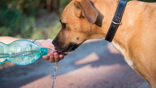 Eine Frau gibt ihrem Hund Wasser aus einer Flasche zu trinken