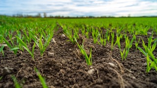 Aussaat von Getreide und Getreidekulturen auf einem landwirtschaftlichen Ackerboden