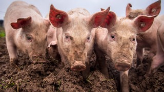 Schweine in Auslaufhaltung stehen unter freiem Himmel.