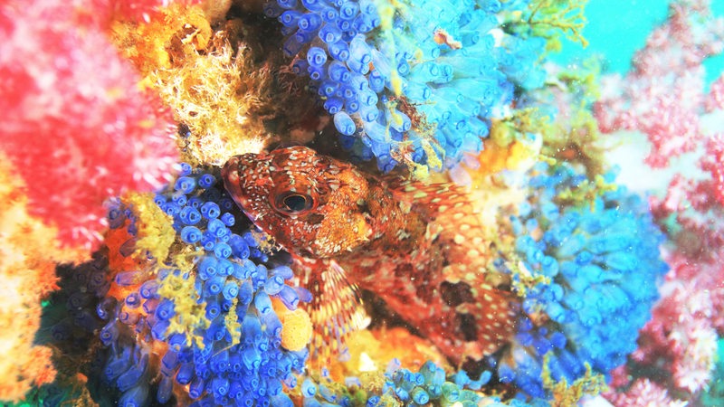 Fisch in einem bunten Korallenriff