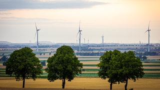 Windräder stehen auf dem Land, im Vordergrund sind Bäume zu sehen.