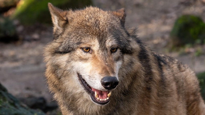 Ein Wolf steht mit offenem Maul im Gelände.