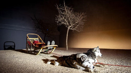 Zwei Huskys liegen auf einem kargen, trockenem Boden. Sie sind vor einem Schlitten gespannt.