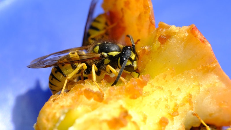 Eine Wespe sitzt auf  einem angeknabberten Apfel.