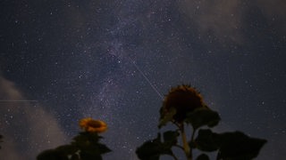 Sternschnuppen am dunklen Nachthimmel. Sonnenblumen im Vordergrund.