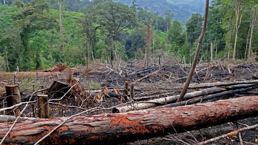 Illegal abgeholzter Wald auf Gunung Kemiri, Indonesien, Sumatra 