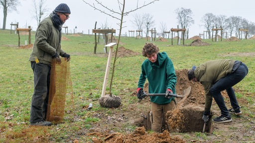 Zwei junge Freiwillige im ökologischen Jahr pflanzen zusammen mit einem Biobauern neue Bäume