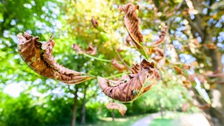 Eine von der Rosskastanienminiermotte befallene Kastanie trägt aufgrund der Trockenheit und direkter Sonneneinstrahlung besonders trockene Blätter.