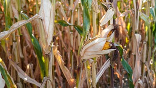 Maisfeld kurz vor der Ernte.