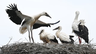 Ein Jungstorch macht neben seinen Geschwistern und einem Altvogel (r.) erste Flugübungen im Nest. 