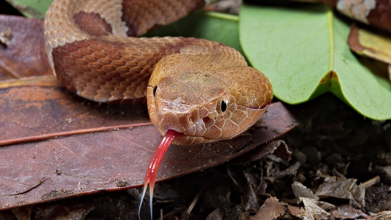 Eine braune Schlange auf Blättern, eine rote Zunge mit gespaltenem Ende hängt aus dem Maul.