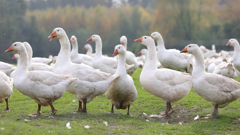 Gänse stehen auf einer Wiese.