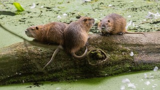 Drei Nutrias sitzen auf einem Baumstamm. 