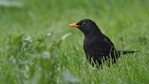 Vogel Im Haus Schlange Im Garten So Gehen Sie Richtig Mit