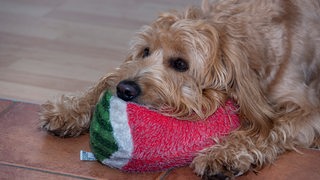 Ein Hund (Mini Goldendoodle) ruht sich auf einer Melone aus Stoff aus. 