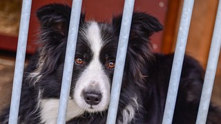 Ein Hund sitzt hinter Gitterstäben.