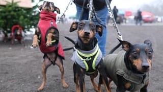 3 Hunde ziehen an ihren Leinen