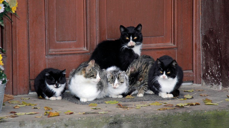 Mehrere Katzen sitzen vor einer Tür