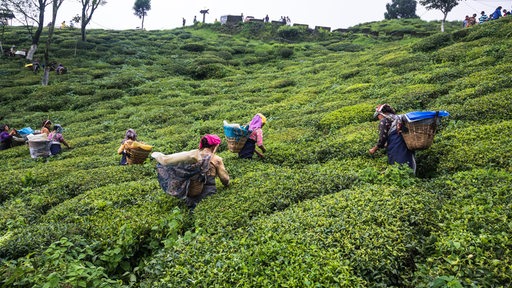 Tee-Arbeiterinnen auf einem Darjeeling-Feld in West Bengal