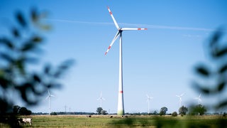 Mehrere Windkraftanlagen stehen bei sonnigem Wetter auf den Weiden in der Wesermarsch.