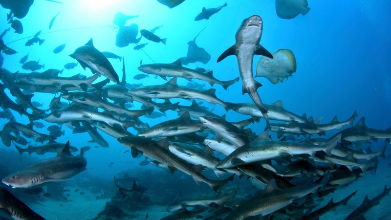 Ein Schwarm von Haien. Unterwasserfoto in der Nähe von Japan.