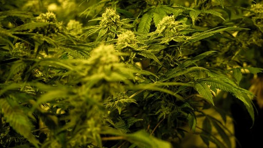 Cannabispflanzen stehen in einem Gewächshaus.