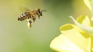 Eine Honigbiene fliegt auf eine gelbe Blüte zu.