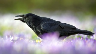 Kolk-Rabe, rufend in einer Krokus-Wiese.