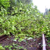 Ein umgestürzter Baum blockiert eine Strecke der Deutschen Bahn (Archivbild).