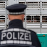 Polizisten kontrollieren während einer Schwerpunktkontrolle Tiertransport an der Autobahn A5